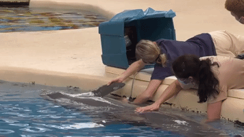 Dolphin Proves Ideal Patient During Cancer Treatment at Brookfield Zoo