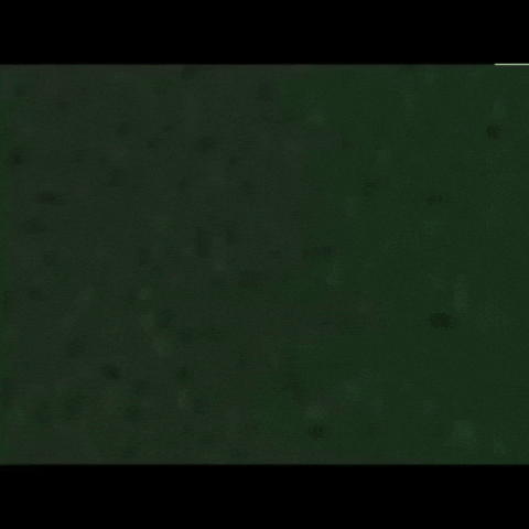 Rrr GIF by tdangerofficial