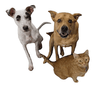 Thearangopack Sticker by Red Beard