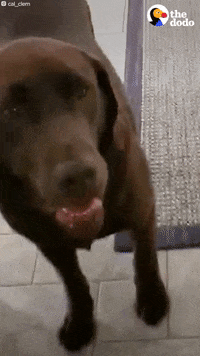 Dogs GIF by The Dodo