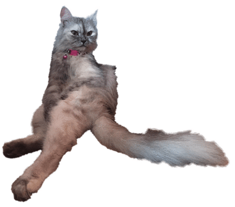 Meow Meow Cat Sticker