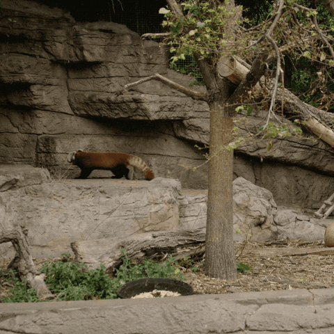 happy red panda GIF by San Diego Zoo