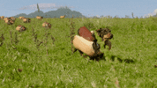 GIF by Heinz Ketchup