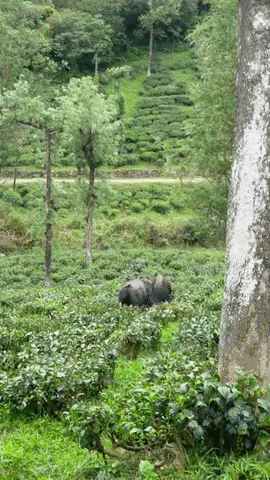 grizzlyadams2291 giphygifmaker buffalo guar GIF