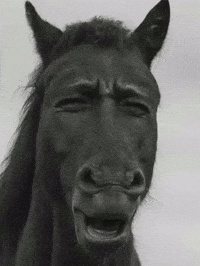 Confused Black Horse GIF