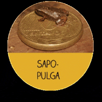 menoresbichosdobrasil money brasil frog brazil GIF