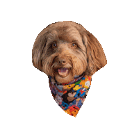 Squad Goals Happy Dog Sticker by Geekster Pets