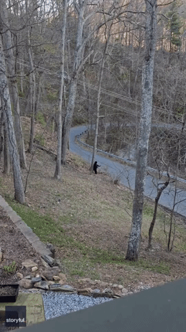 That's the Spot: Bear Thoroughly Enjoys Scratching Its Back on a Tree