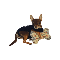 Dog Love Sticker by victoriacatwalkdog