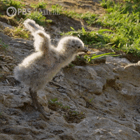 Pbs Nature Baby GIF by Nature on PBS