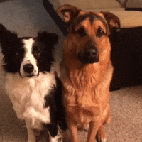 friends GIF