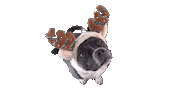 Advent Hund Sticker by Strauss Financial