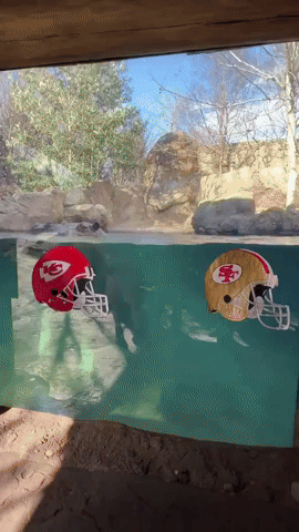 Cincinnati Zoo's Fiona the Hippo Backs 49ers to Win Super Bowl