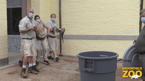 Snake Teamwork GIF by Brookfield Zoo