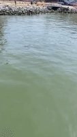 Dolphins Spotted Near Brooklyn Banks of New York's East River