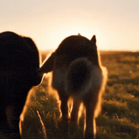 Dog GIF