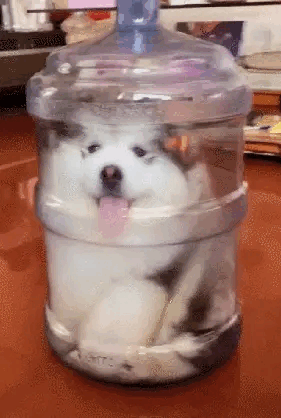 cuteanimalland giphyupload GIF