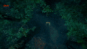 Music Label GIF by Divo Music
