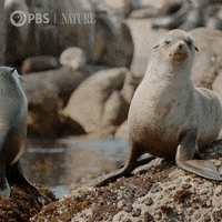 Marine Life Seal GIF by Nature on PBS