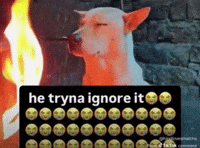 Twitter Joetrick GIF