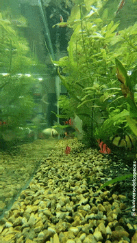 Colombia Plantas GIF by eluniversodelospeces