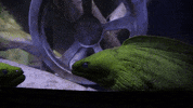 GIF by Georgia Aquarium