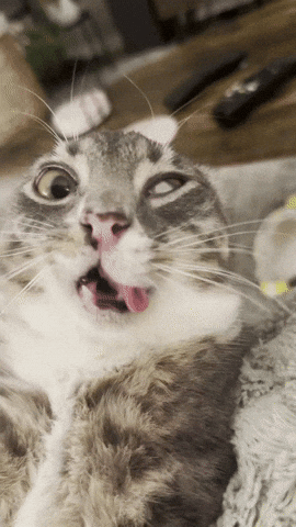 Cat GIF