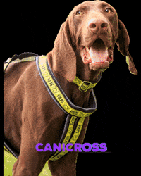 volpspet shaggy canicross dogrun bikejoring GIF