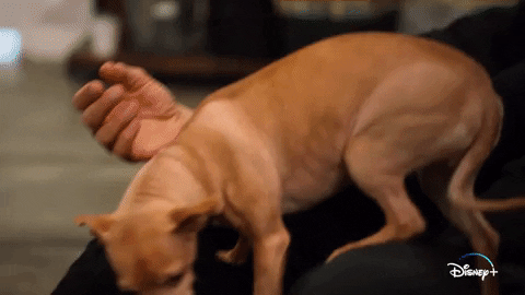 Jeff Goldblum Dogs GIF by National Geographic Channel