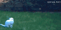 fie GIF