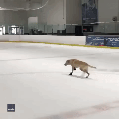 Amazing Dog Carves It Up on the Ice