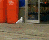 bird leaving GIF