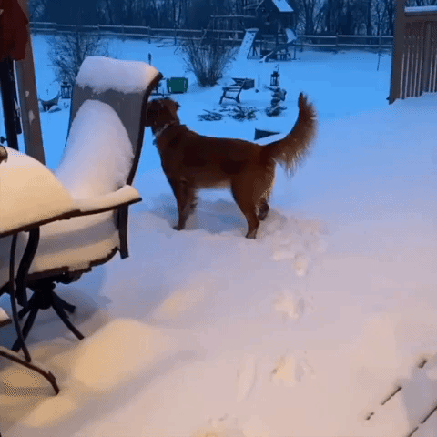 Golden Retriever Plays in Snow in Brandon as Weather Warnings Issued for Manitoba Regions