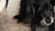 give me please GIF