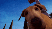 assassinscreed dog doggo lick licking GIF