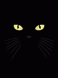 Cats GIF