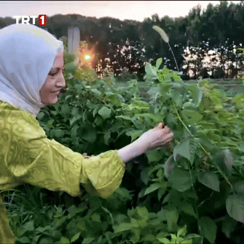 Plant Fruit GIF by TRT