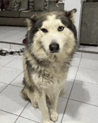 Lobo No GIF
