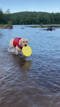 Yellow Lab Dog GIF by PureADK