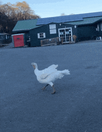 CatskillAnimalSanctuary hug animal vegan sheep GIF