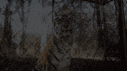 TheAvenue_Film hungry tiger florida tigers GIF