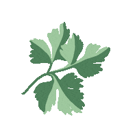 Holland Lop Bunny Sticker by Tansy and Freckle