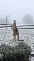 Shivering Kangaroo Feels the Effects of Australian Winter