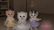 Cats Kittens GIF