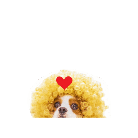 Cavalierkingcharlesspaniel Sticker
