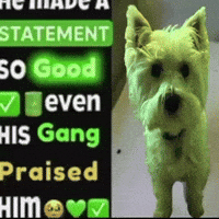 Dog Instagram GIF