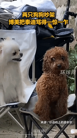 cuteanimalland giphyupload GIF