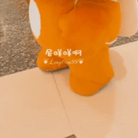 Lolo GIF