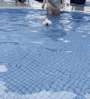 chris83811 dog nico chi 狗 GIF