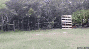 chickens running GIF